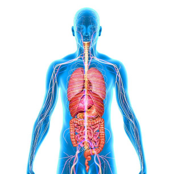 Human Body Anatomy